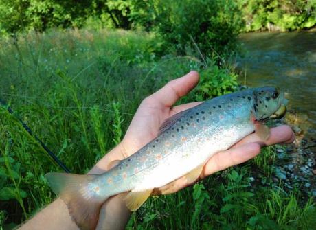 Fario - Brown trout