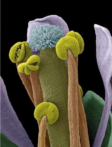 http://www.lescienze.it/news/2014/03/12/foto/wellcome_image_awards_foto_microscopio-2049615/1/#1