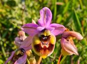 orchidee Gargano, photowalking Gargano aprile