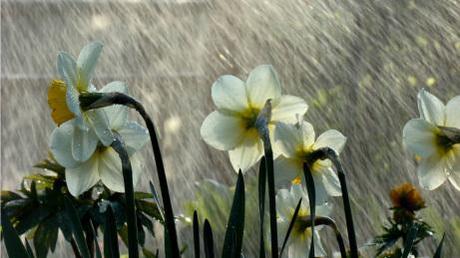 spring_rain-1366x768