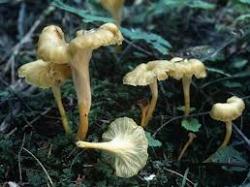 cantharelluslutescens