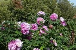 centrobotanicomoutan