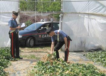 furto-fave-carabinieri