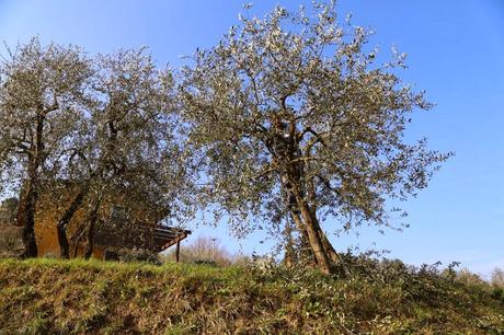 la potatura degli olivi