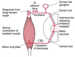 Tono muscolare