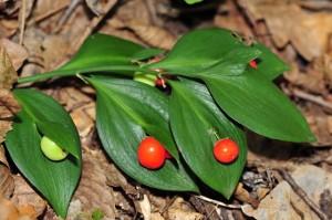 Ruscus_hypoglossum