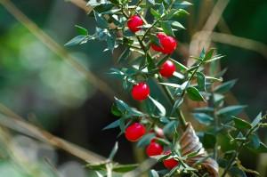 Ruscus_aculeatus