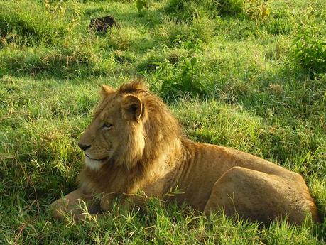 Nella Riserva Naturale di Ngorongoro, dove i padroni di casa sono gli animali