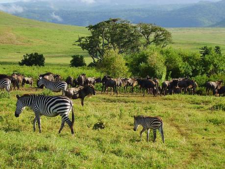 Nella Riserva Naturale di Ngorongoro, dove i padroni di casa sono gli animali