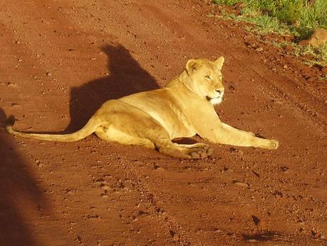 Nella Riserva Naturale di Ngorongoro, dove i padroni di casa sono gli animali