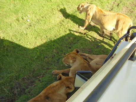 Nella Riserva Naturale di Ngorongoro, dove i padroni di casa sono gli animali