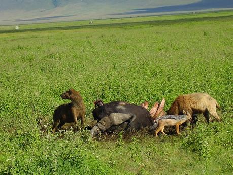 Nella Riserva Naturale di Ngorongoro, dove i padroni di casa sono gli animali