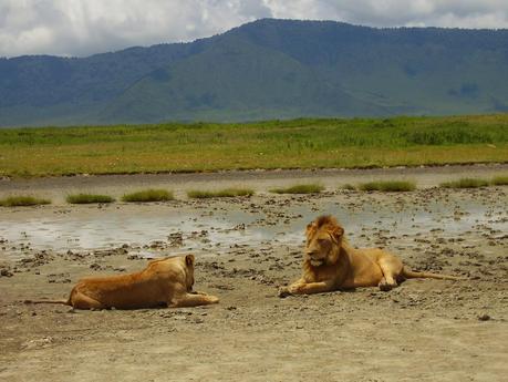 Nella Riserva Naturale di Ngorongoro, dove i padroni di casa sono gli animali