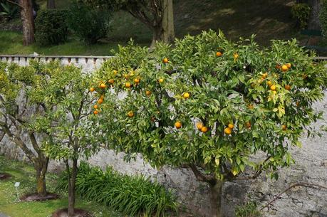 Primav...Arenna, Ellebori e visite guidate a Villa monastero e Villa Cipressi