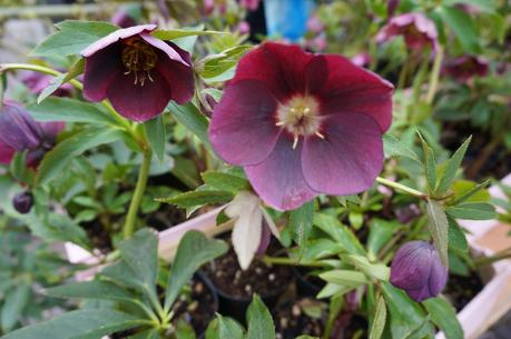 Primav...Arenna, Ellebori e visite guidate a Villa monastero e Villa Cipressi