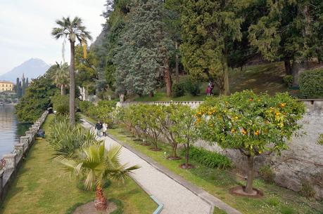 Primav...Arenna, Ellebori e visite guidate a Villa monastero e Villa Cipressi