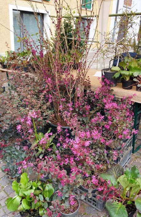 Primav...Arenna, Ellebori e visite guidate a Villa monastero e Villa Cipressi