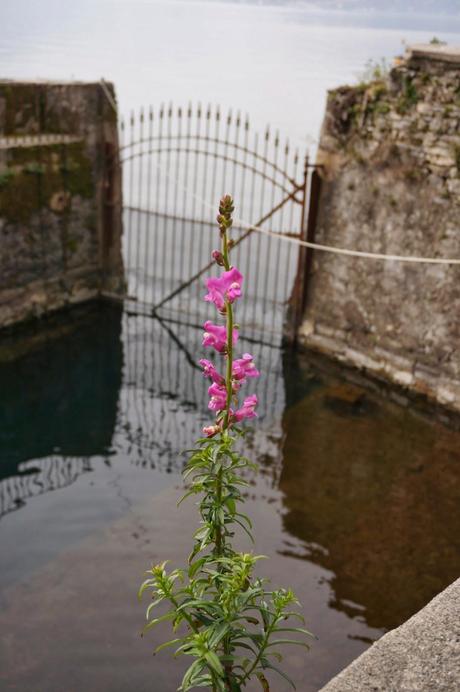 Primav...Arenna, Ellebori e visite guidate a Villa monastero e Villa Cipressi