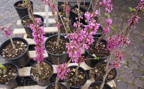 Primav...Arenna, Ellebori e visite guidate a Villa monastero e Villa Cipressi