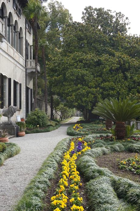 Primav...Arenna, Ellebori e visite guidate a Villa monastero e Villa Cipressi
