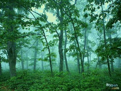 Vivere come se la Natura fosse importante. Rubrica Verde  dell'Ambiente 3