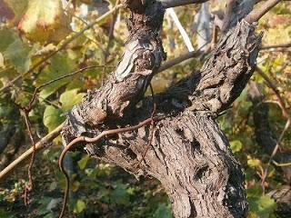 PREVIEW VINITALY 2014 Tenuta di Fessina. CARRICANTE, the voice of Etna Bianco