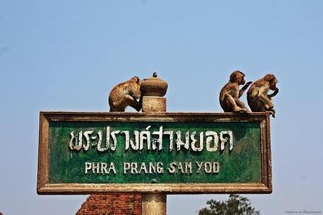 Lop Buri, la città delle scimmie!