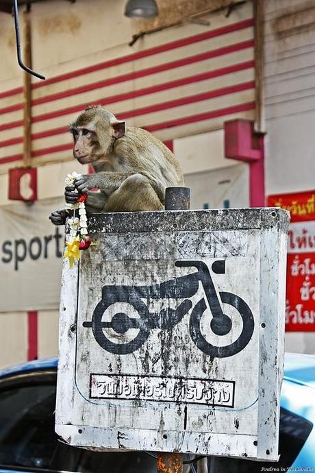 Lop Buri, la città delle scimmie!