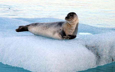 foca d'islanda