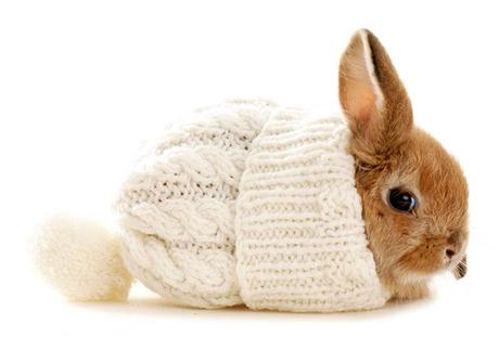 46461-bunnies-cute-rabbit (1)
