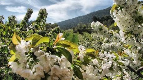 Dove vedere la fioritura dei ciliegi in Spagna (e quella dei mandorli a Madrid!)