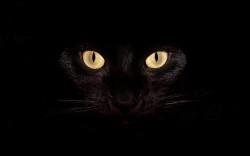 black-cat-wallpapers