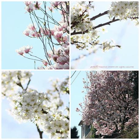 Umore primaverile | Пролетно настроение 3