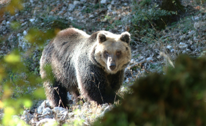 L'Orso Marsicano (livesicilia.it)