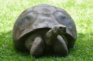 Jonathan, la tartaruga gigante delle Seychelles: probabilmente l’animale più vecchio della Terra