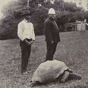 Jonathan, la tartaruga gigante delle Seychelles: probabilmente l’animale più vecchio della Terra