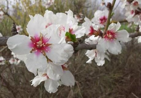 ecco la primavera