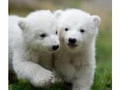 Monaco, cuccioli orso polare mostrati pubblico prima volta (foto)