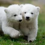 Monaco, cuccioli di orso polare mostrati al pubblico per la prima volta (foto)