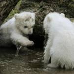 Monaco, cuccioli di orso polare mostrati al pubblico per la prima volta02