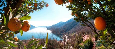 Un angolo di Mediterraneo tra le Alpi ed il Lago Maggiore.