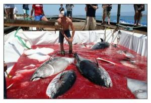 “Tonnara di San Cusumano”: l’ultima mattanza di tonni è stata nel 2003 ad Erice