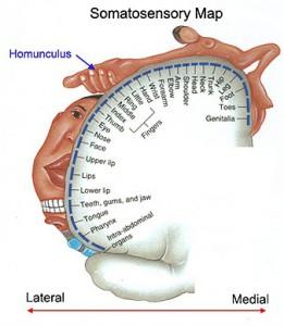 Body schema