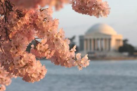 National Cherry Blossom Festival, fioritura dei ciliegi