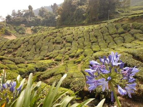 Cameron Highlands - Malesia