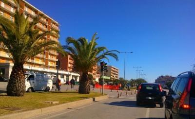 palme in viale Santa Panagia