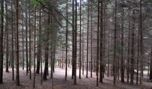 Una foresta a San Lorenzo in Banale, provincia di Trento (flickr.com)