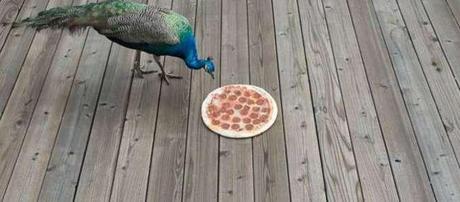 pizza in the wild 