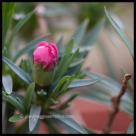 Vicina è la primavera