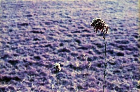 Una gita in campagna con le PURPLE - Lomography LomoChrome Purple XR 100 - 400 pt.2